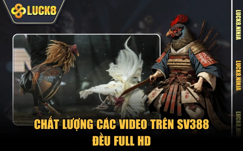 Đá Gà SV388 - Phát Sóng Trực Tiếp Các Trận Đối Đầu Nảy Lửa 3 Chất lượng các video trên SV388 đều full HD