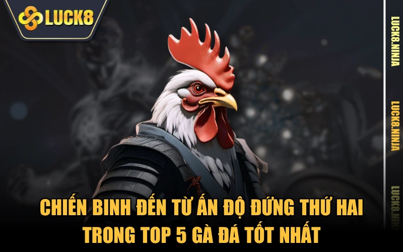 Top 5 Gà Đá Tốt Nhất Được Nhiều Sư Kê Đánh Giá Cao 3 Chiến binh đến từ Ấn Độ đứng thứ hai trong top 5 gà đá tốt nhất