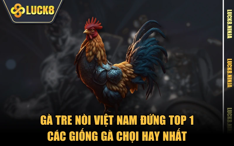 Top 5 Gà Đá Tốt Nhất Được Nhiều Sư Kê Đánh Giá Cao 2 Gà tre nòi Việt Nam đứng top 1 các giống gà chọi hay nhất
